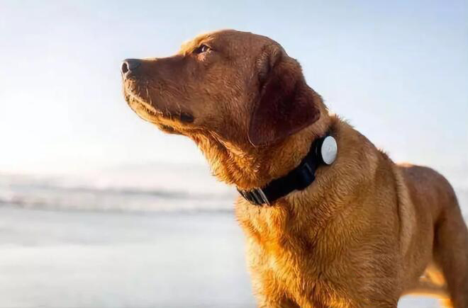 寵物智能穿戴.jpg 寵物智能穿戴.jpg